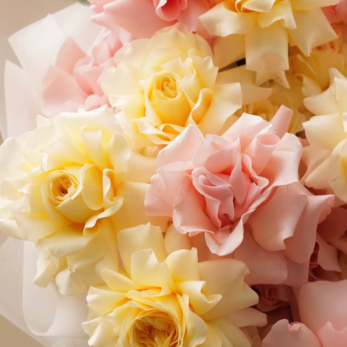 «Tenderness » roses