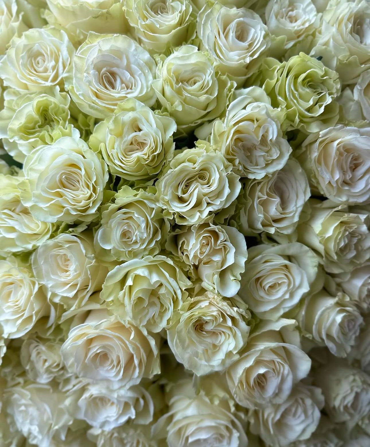 «Ivory Elegance» white roses