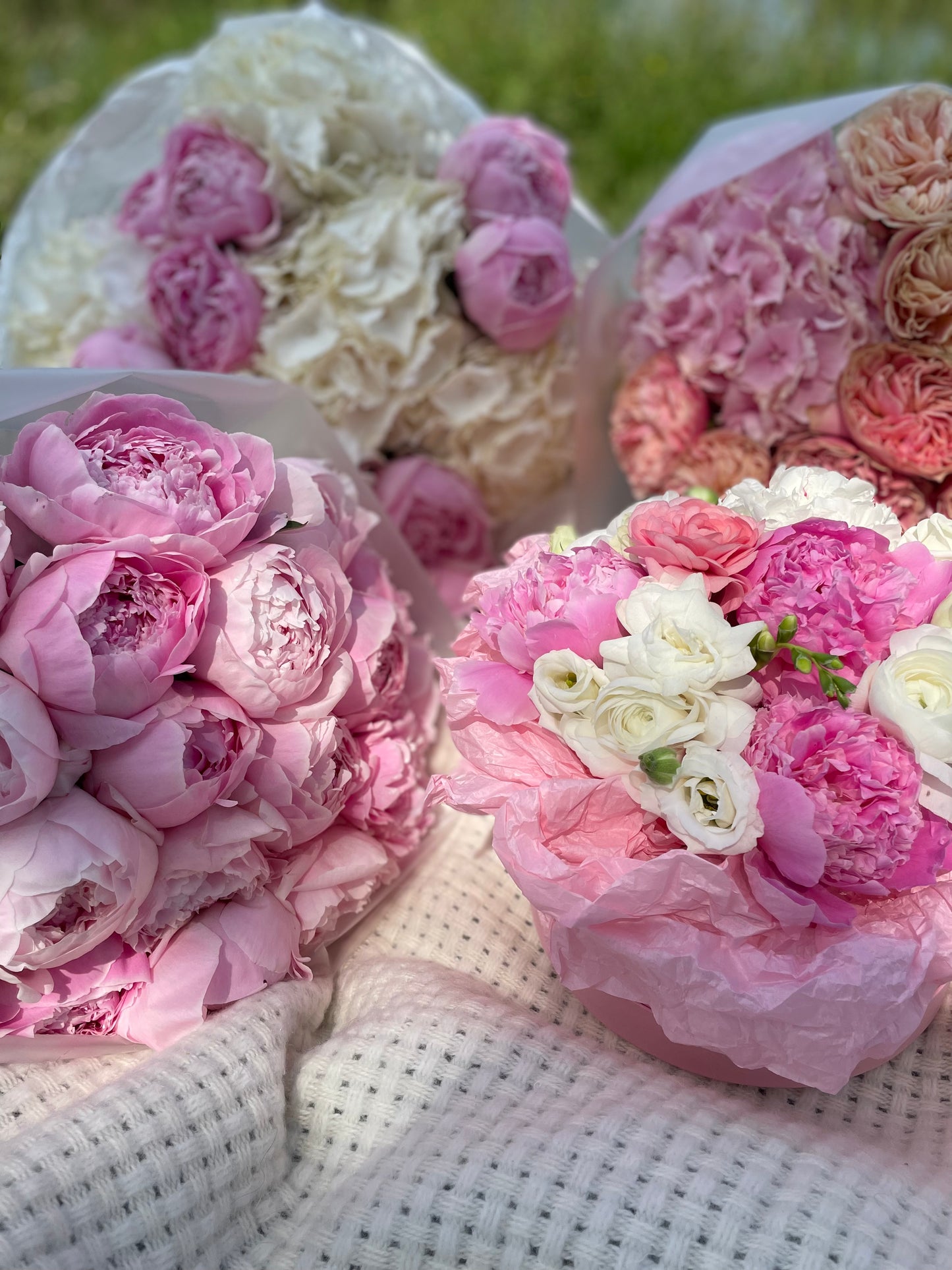 Peonies “Sara Bernhardt”