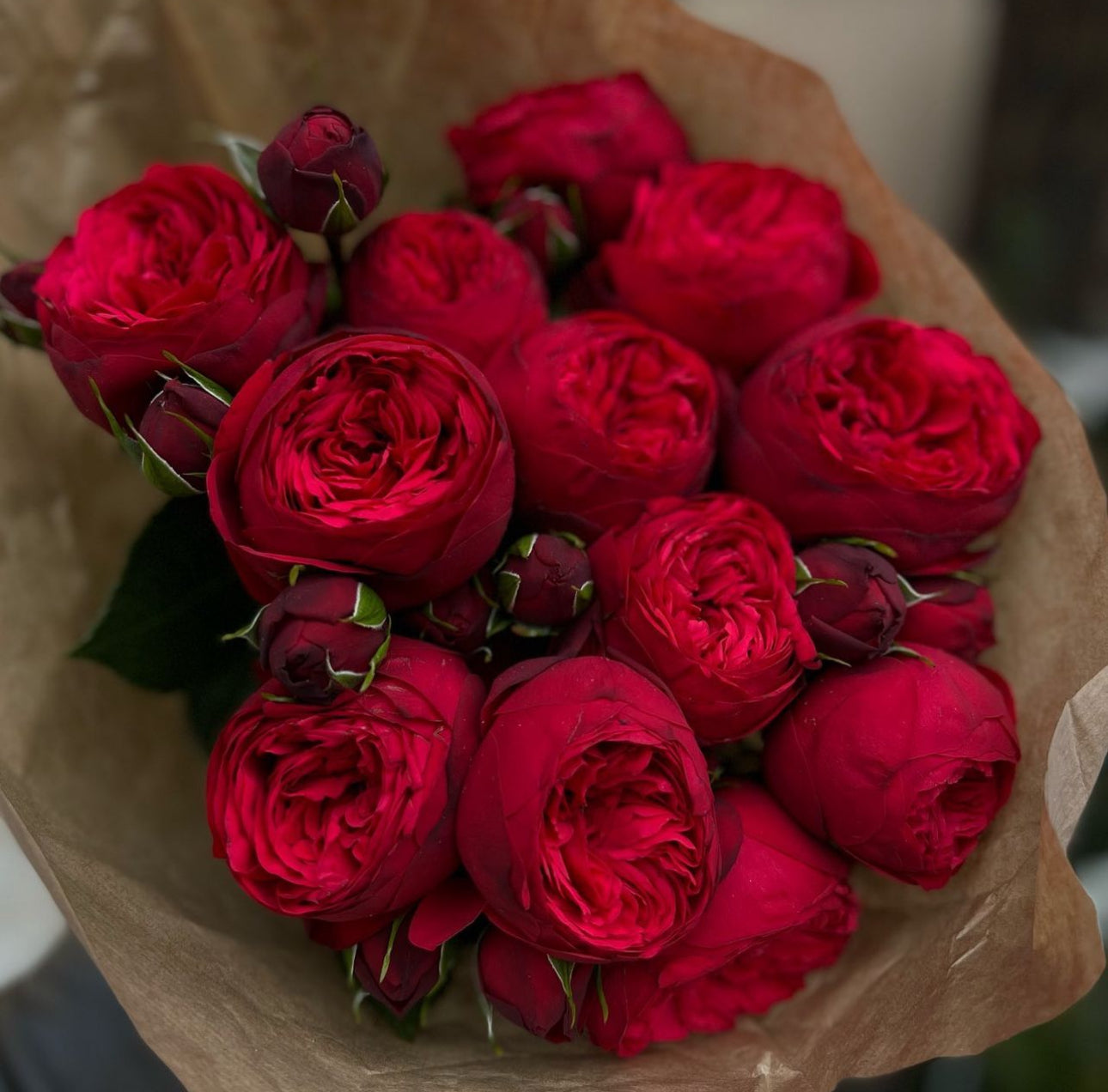 «Red piano» peony roses