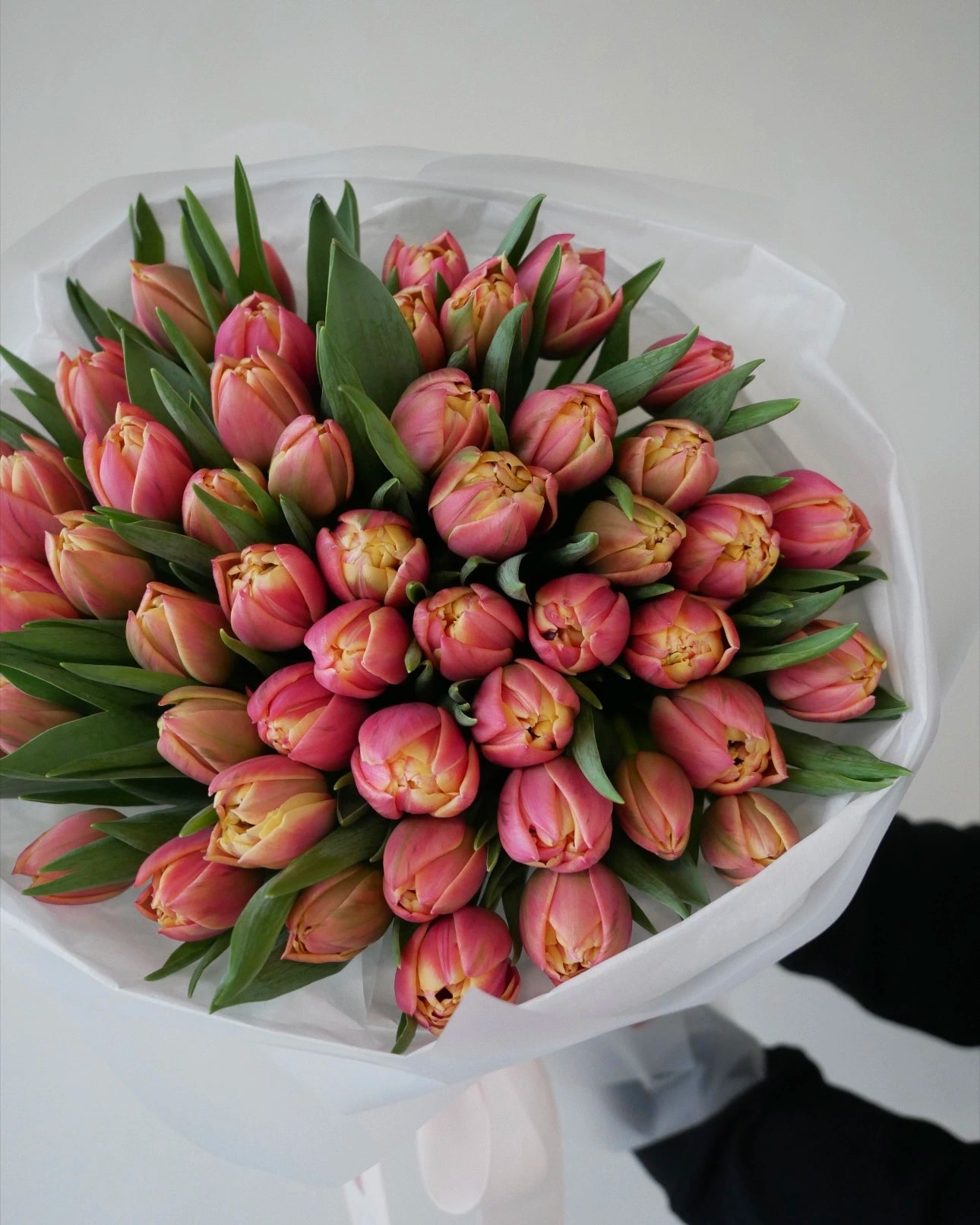 «Colour tulips»