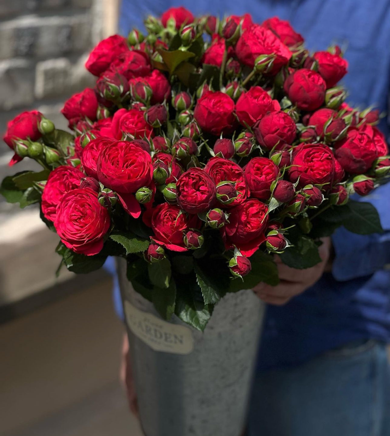 «Red piano» peony roses