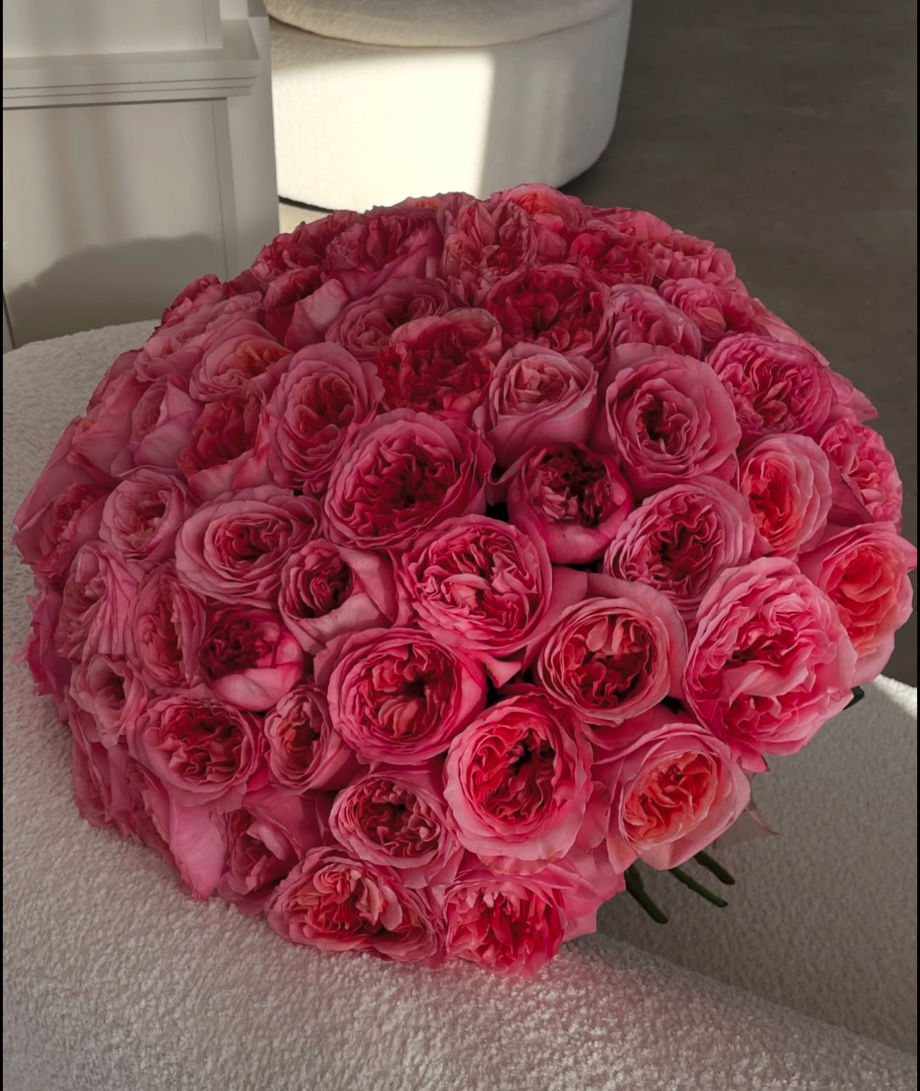 Rosa 'Johann Strauss' Rose | Garden Center Marketing